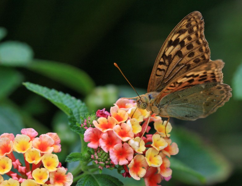 papillon 2 [800x600].jpg