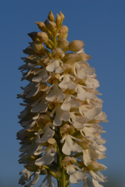 Orchis_purpure_albinos.jpg