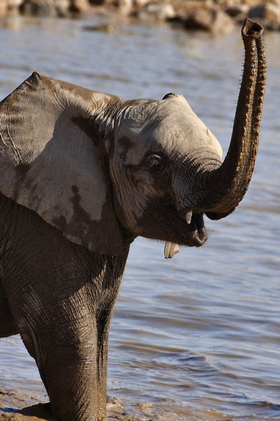 IMG_2664a-Etosha-ElÃ©phants.jpg