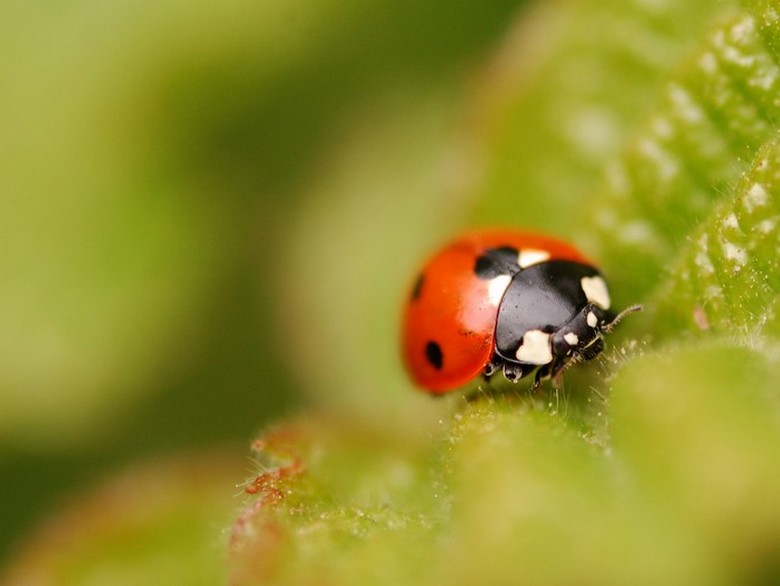 avril 2011 2011-04-14 058.JPG