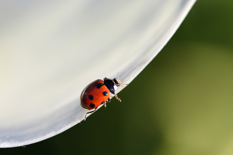 macro331 copy.jpg