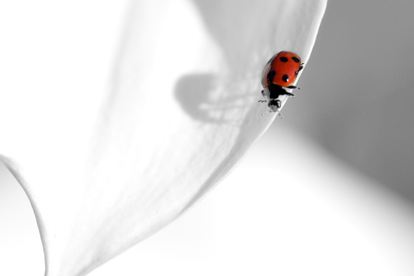 macro292 copy2.jpg