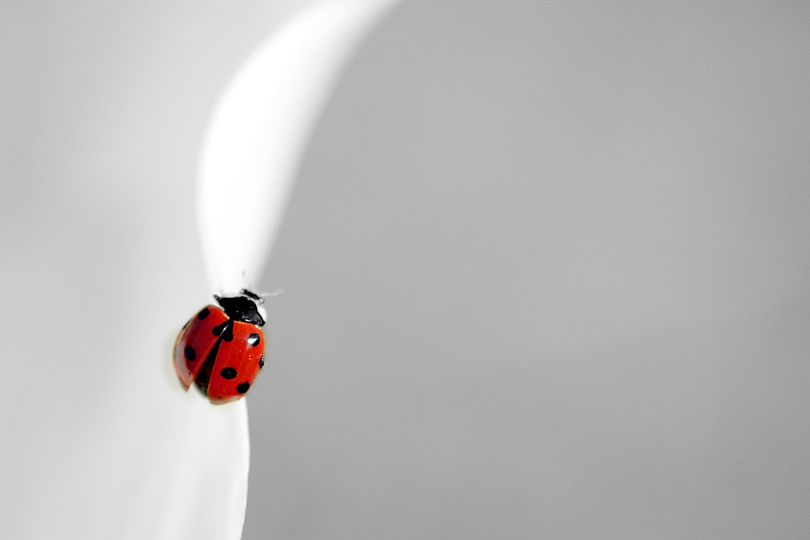 macro299 copy2.jpg