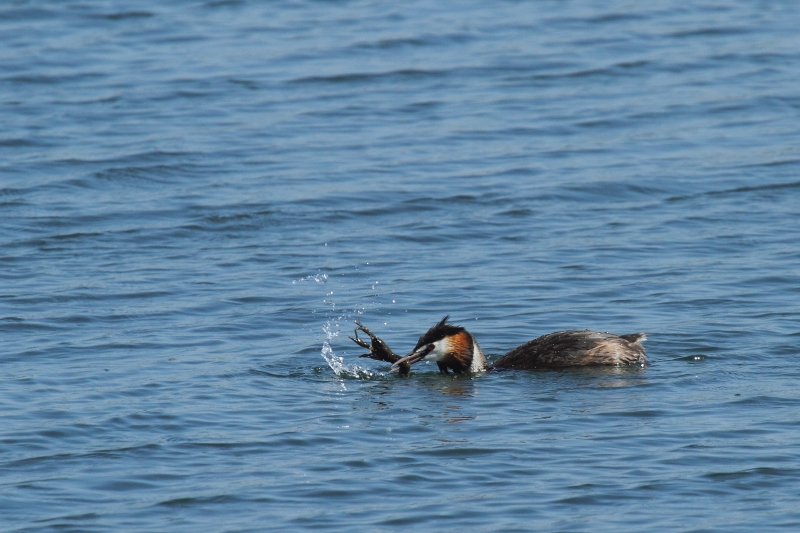 grebe2.JPG