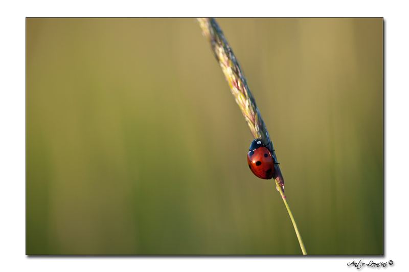 coccinelle 2.jpg