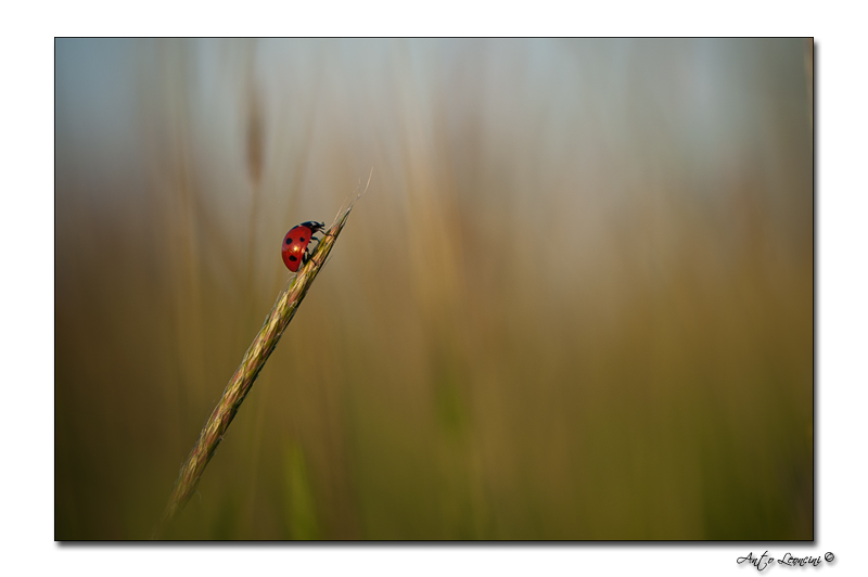 coccinelle 3.jpg