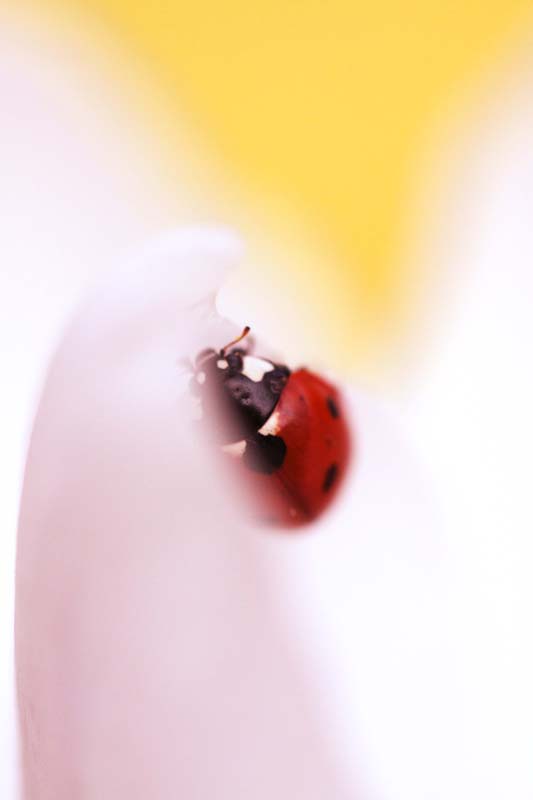 cocc_concour_3.jpg