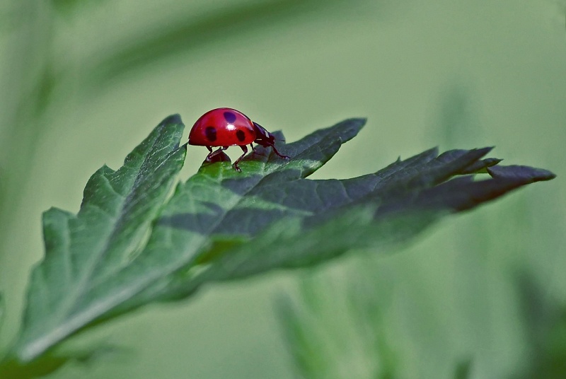 Coccinelle.jpg