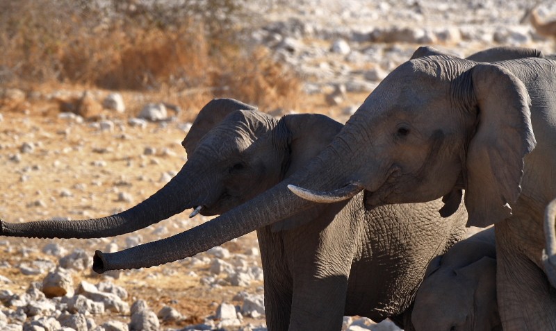 IMG_2713a Etosha ElÃ©phants.jpg