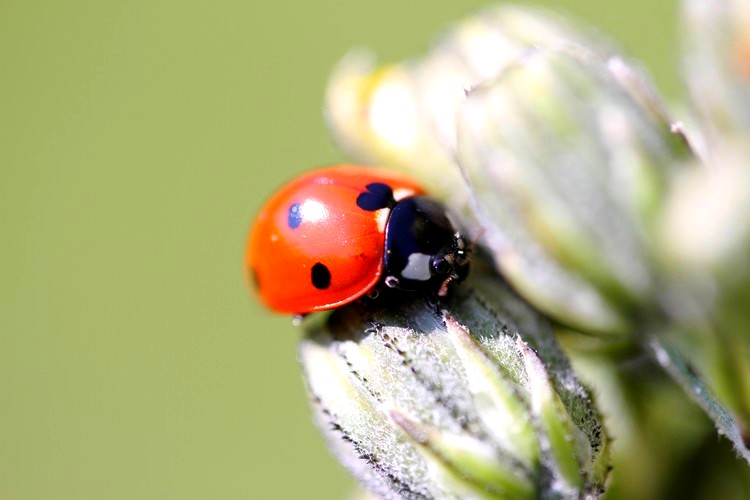coccinelle macro 2.jpg