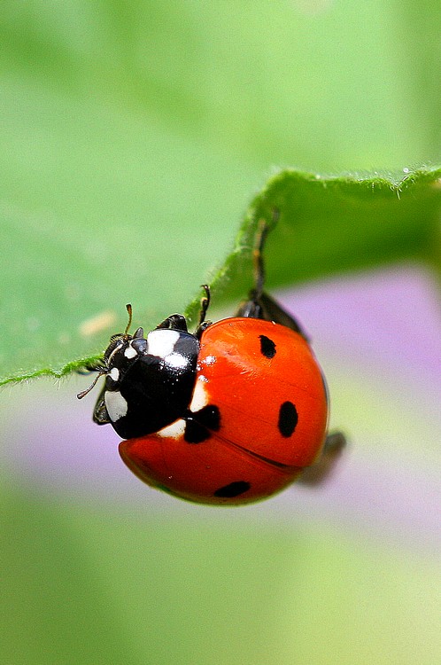coccinelle macro 3.jpg