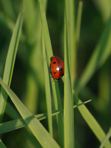 coccinelle jul.jpg