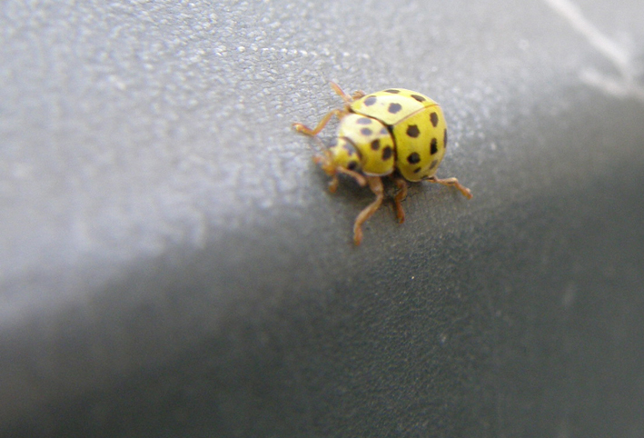 CoccinelleJanv08.jpg