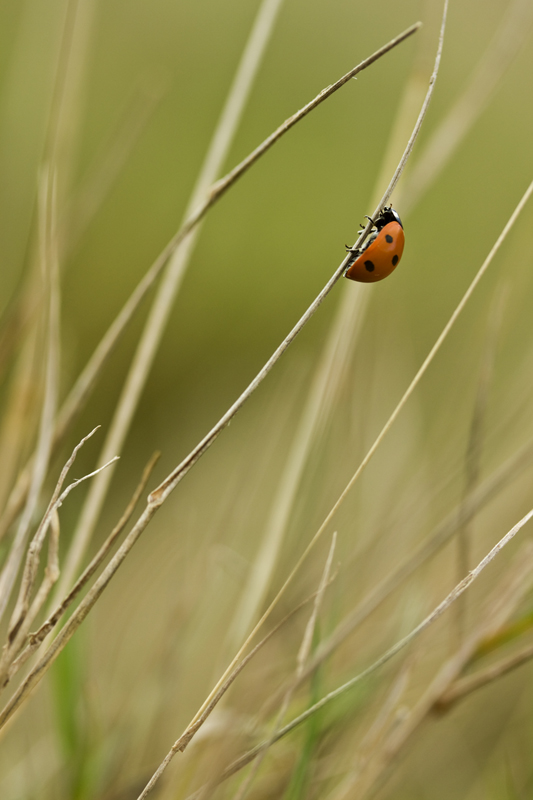 coccinelle_jpegRc.jpg