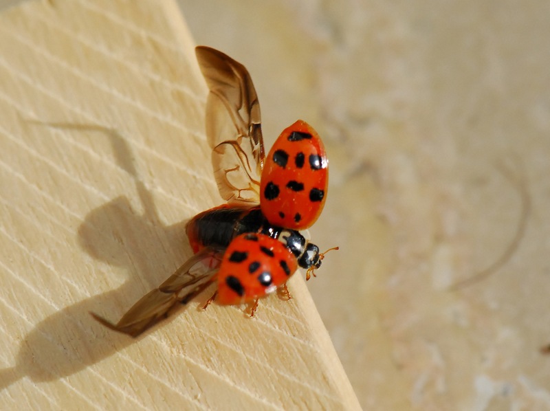 Coccinelle-02_1.jpg