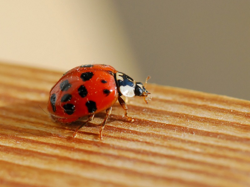 Coccinelle-05_1.jpg