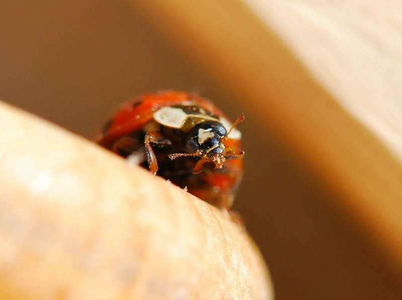 Coccinelle-06_1.jpg