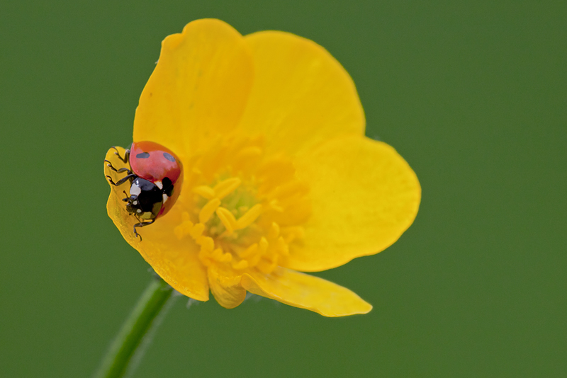 20090507-MACRO-CERGY-018.jpg