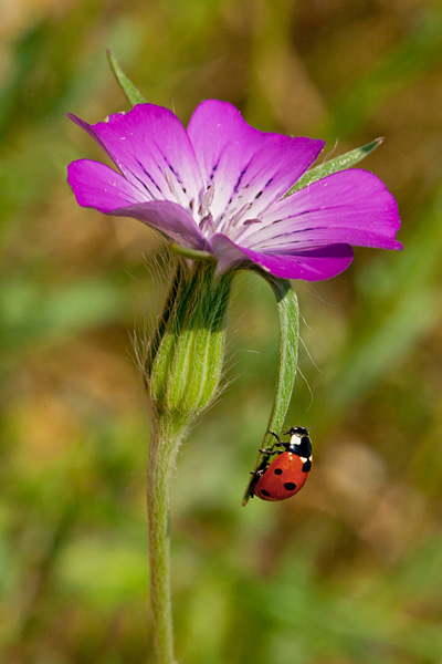 20110604-MACRO-014.jpg