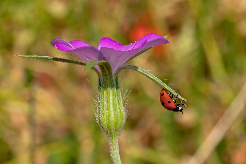 20110604-MACRO-026.jpg