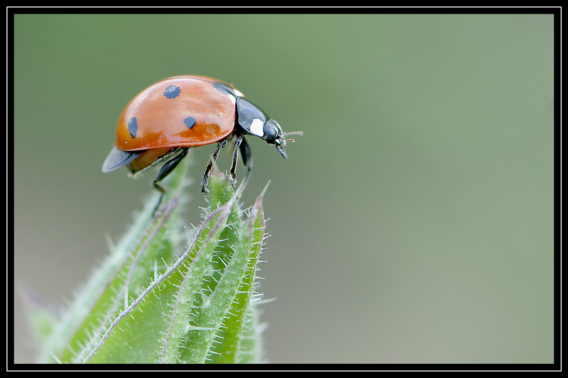 Coccinelle .jpg