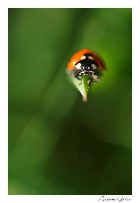 ANT_14952_GF.jpg