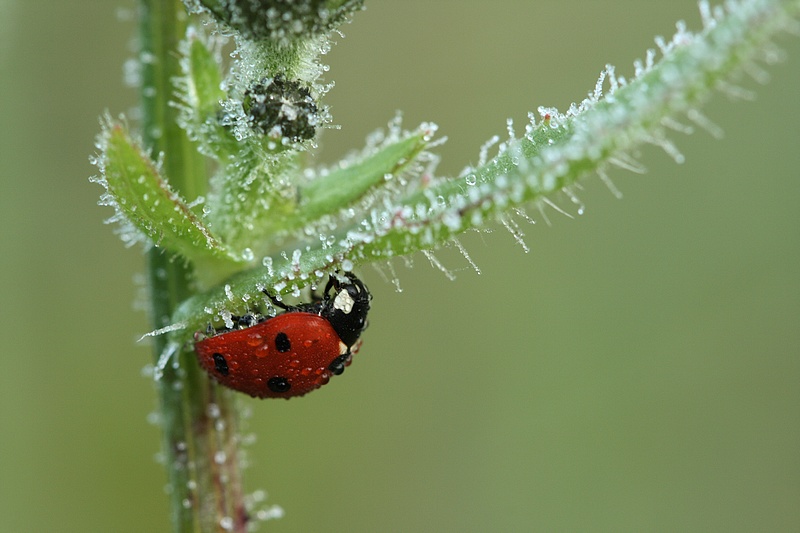 coccinelle gelée.jpg