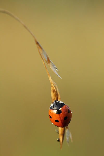 coccinelle.jpg