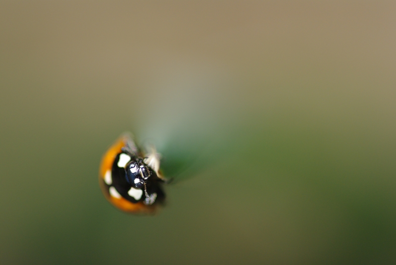 coccinelle.JPG