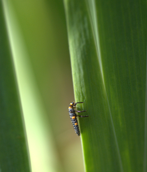 larve de coccinelle.JPG