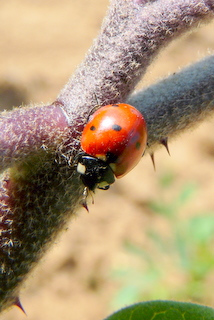 P1070729-1.JPG