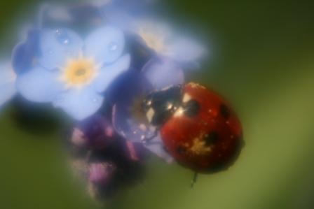 coccinelle sur bleuet.jpg