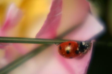 coccinelle sur crocus.jpg