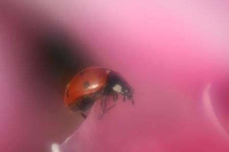 sur un pétale de rose.jpg