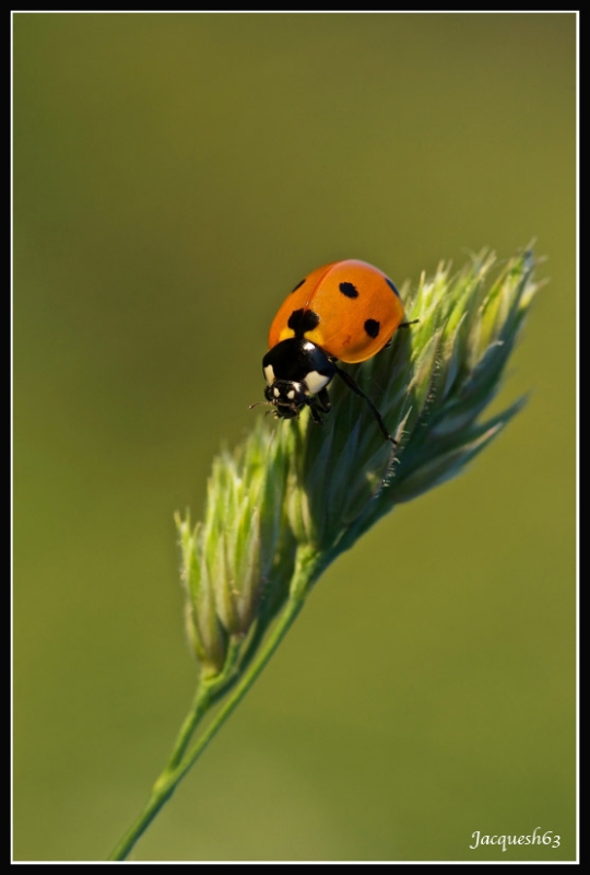 Coccinelle 11.JPG