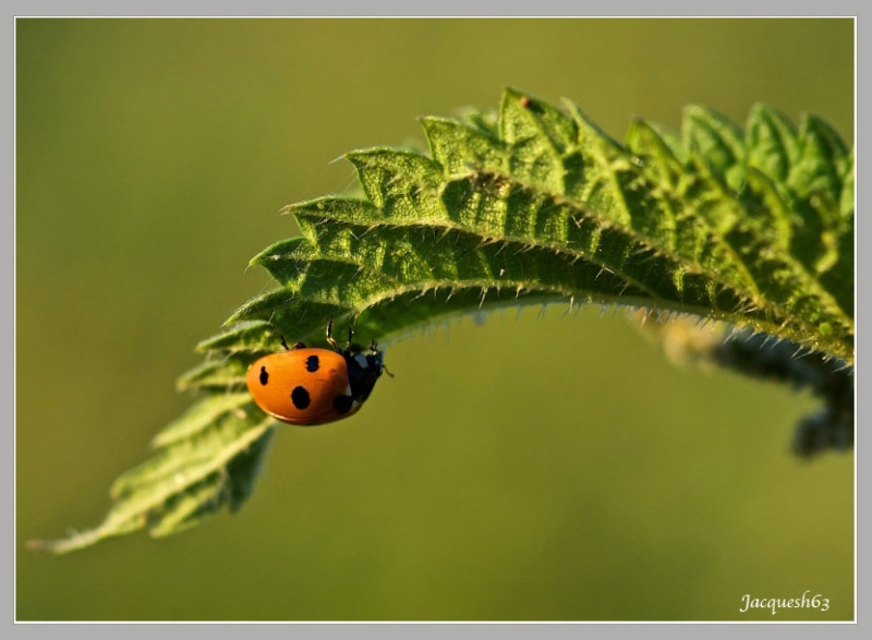 Coccinelle 7.JPG
