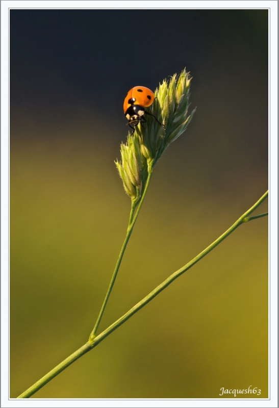 Coccinelle 9_01.JPG