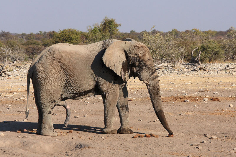 IMG_5901-ElÃ©phants.jpg