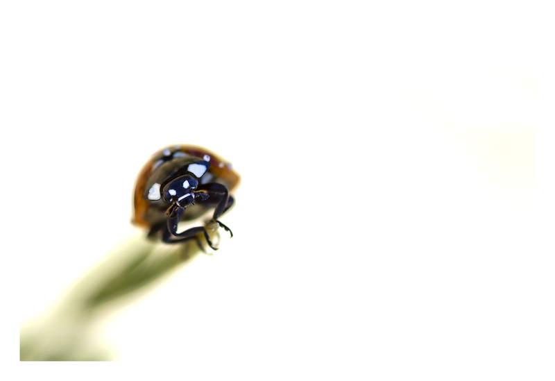 20110604112219-f87fe425.jpg
