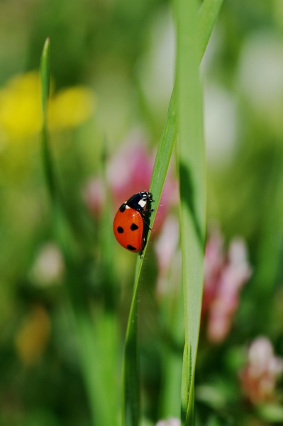 Coccinella septapunctata.jpg