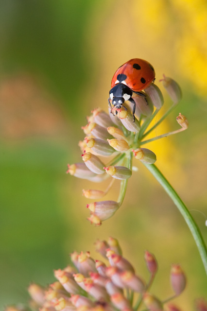 20090731_Coccinelle_1011.jpg