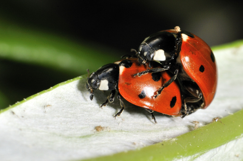 _DSC3500 Amour de Coccinelles.jpg
