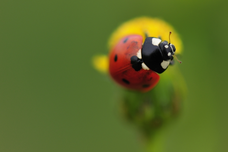 MyCoccinelle.JPG