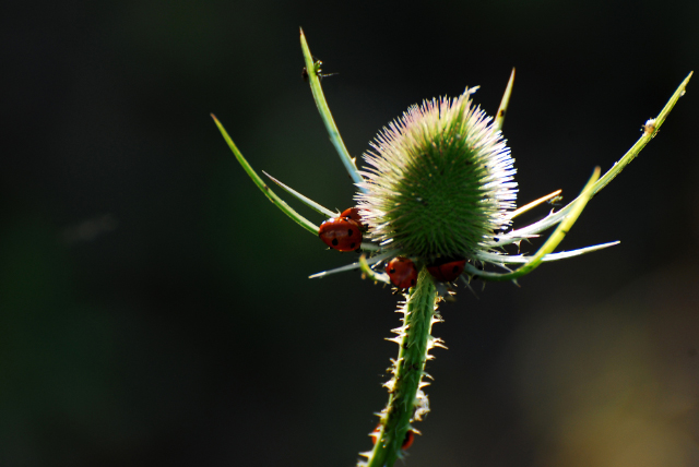Coccinelles1.jpg