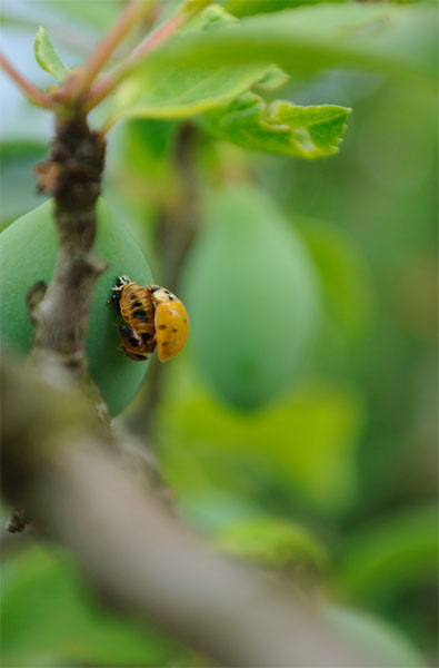 metamorphose 3 - copie.JPG