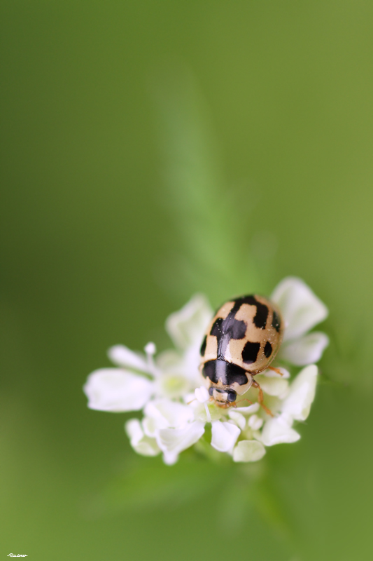 Coccinelle.Imagesnature.800px.Rassioner.jpg