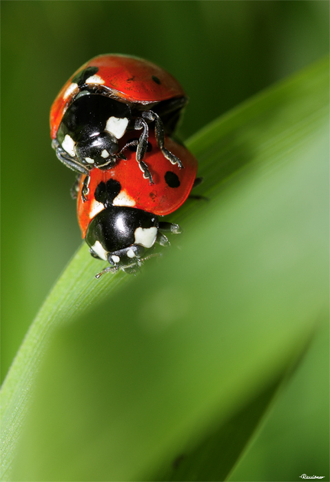 Coccinelles.Imagenature.800px.Rassioner.jpg