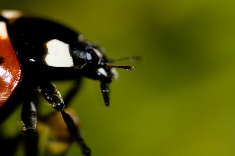 coccinelle800x600_1.jpg
