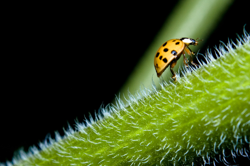 coccinelle800x600_2.jpg
