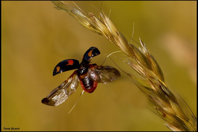 Coccinelle 2.jpg